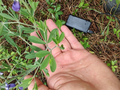 Blue Wild Indigo detail