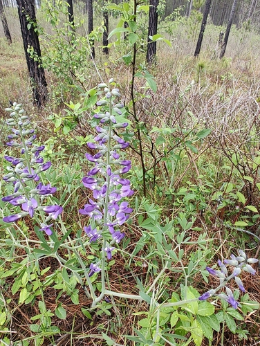 Blue Wild Indigo detail
