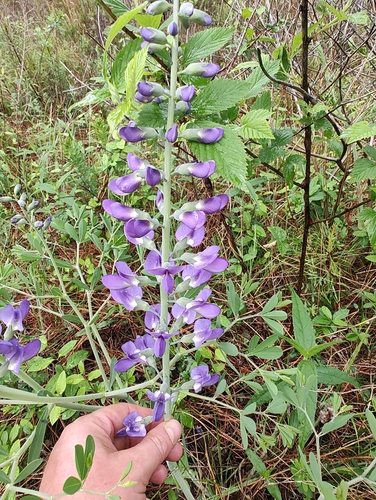 Blue Wild Indigo detail