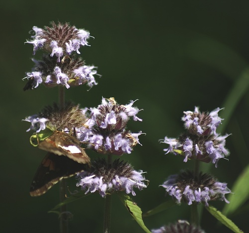Downy Wood Mint detail