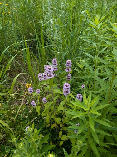Downy Wood Mint detail