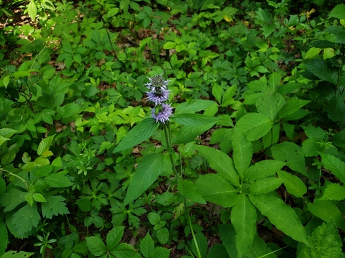 Downy Wood Mint detail