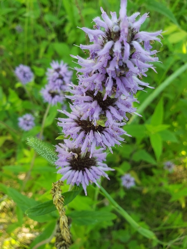 Downy Wood Mint detail