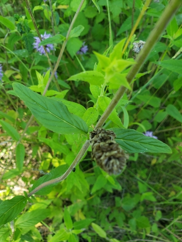 Downy Wood Mint detail