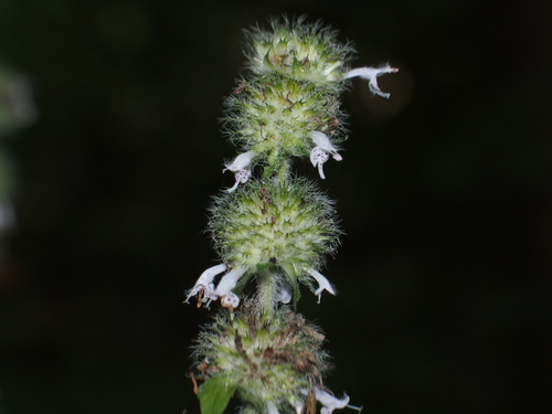 Hairy Wood Mint detail