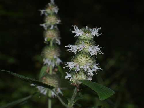 Hairy Wood Mint detail
