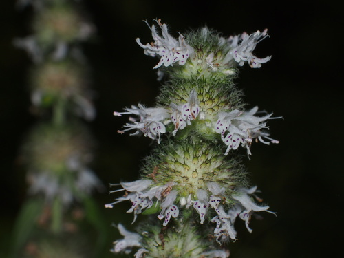 Hairy Wood Mint detail