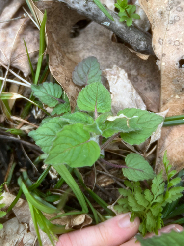 Hairy Wood Mint detail