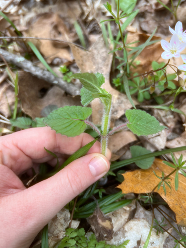 Hairy Wood Mint detail