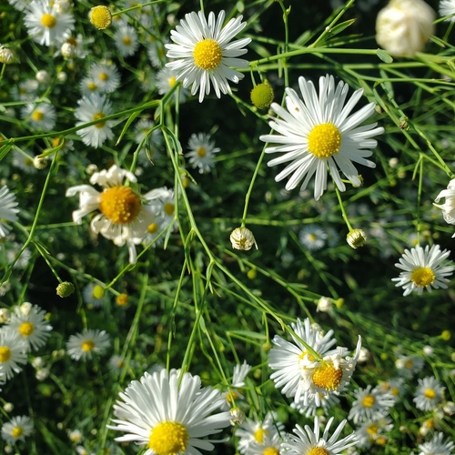 False Aster detail