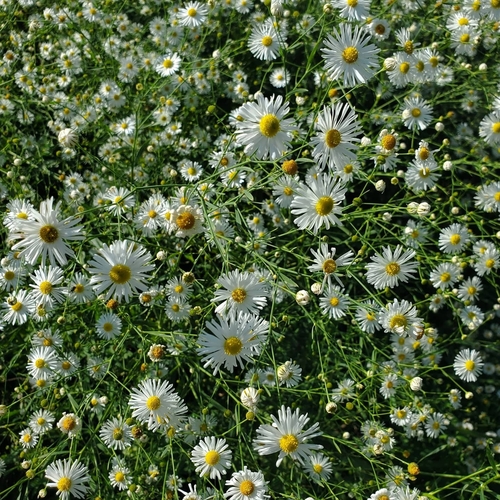 False Aster detail