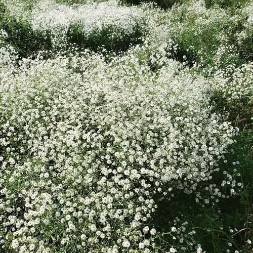 False Aster detail