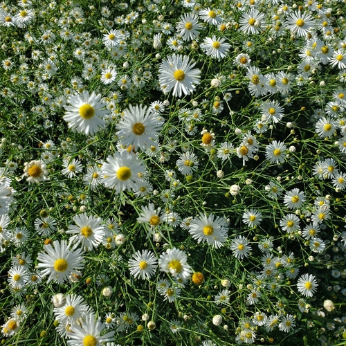False Aster detail