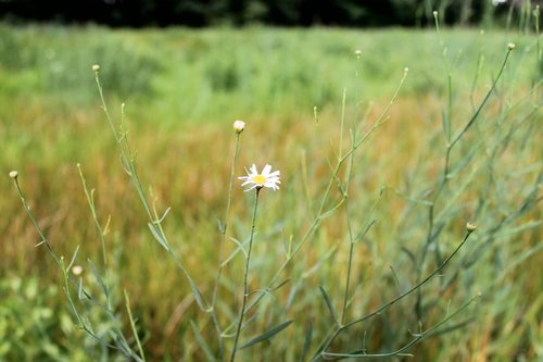 False Aster detail