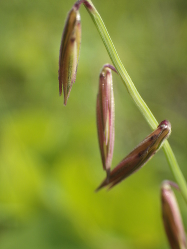 Side-oats Grama detail