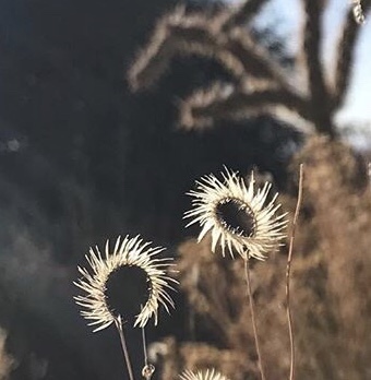 Blue Grama detail