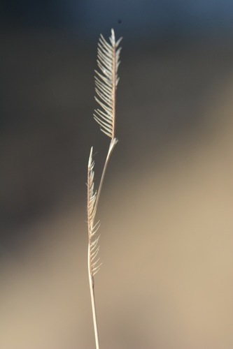 Blue Grama detail