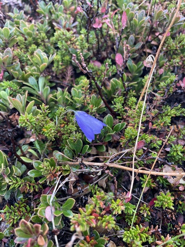 Harebell detail