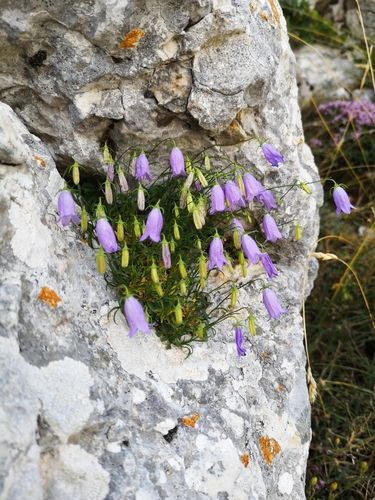 Harebell detail