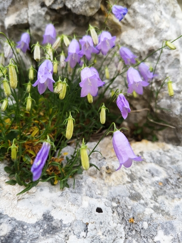Harebell detail