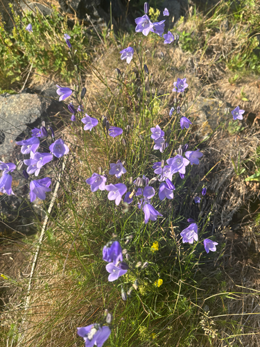 Harebell detail