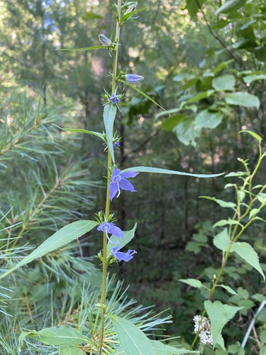 Tall Bellflower detail