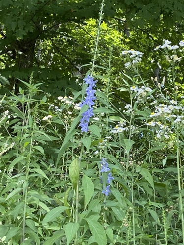 Tall Bellflower detail