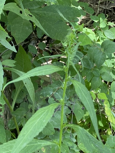 Tall Bellflower detail