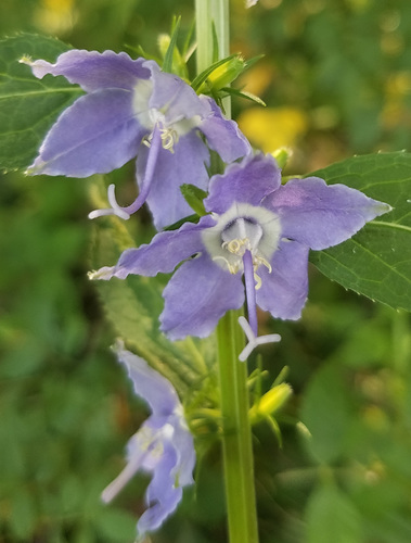 Tall Bellflower detail