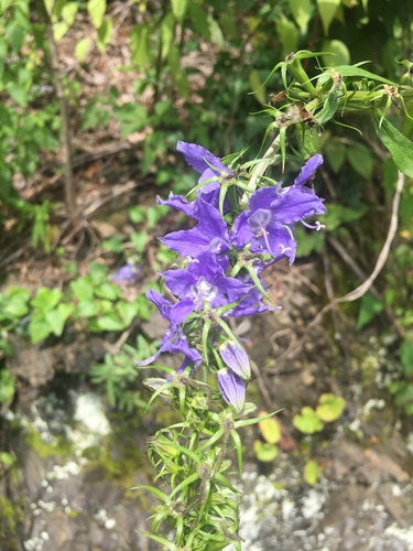 Tall Bellflower detail