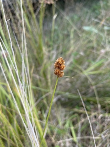 Bebb's Oval Sedge detail