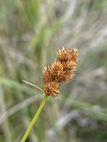 Bebb's Oval Sedge detail
