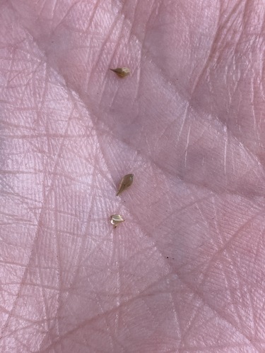 Bebb's Oval Sedge detail