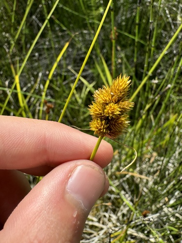 Bebb's Oval Sedge detail