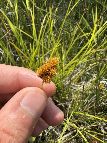 Bebb's Oval Sedge detail