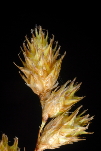 Bicknell's Sedge detail