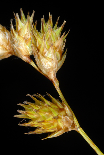 Bicknell's Sedge detail
