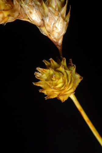Bicknell's Sedge detail