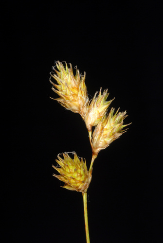 Bicknell's Sedge detail