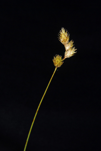 Bicknell's Sedge detail