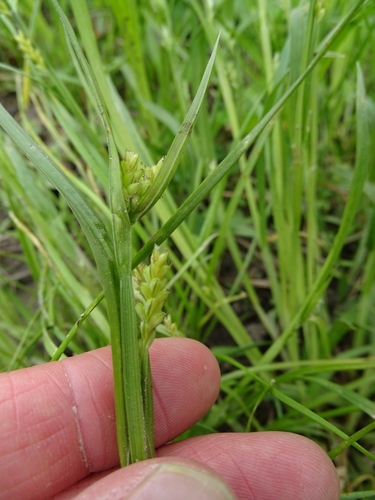Common Wood Sedge detail