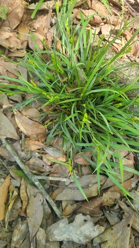 Common Wood Sedge detail
