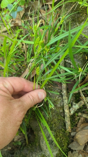 Common Wood Sedge detail