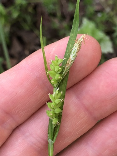 Common Wood Sedge detail