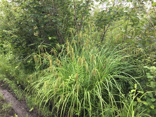 Fringed Sedge detail