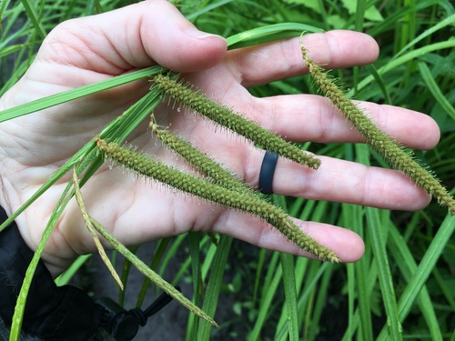 Fringed Sedge detail