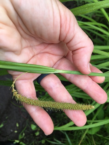 Fringed Sedge detail