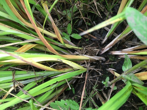 Fringed Sedge detail