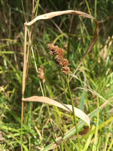 Crested Oval Sedge detail