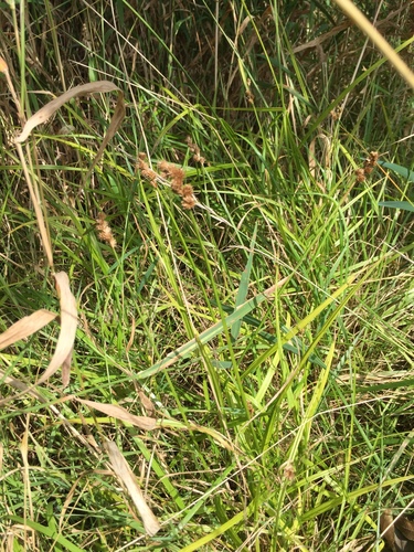 Crested Oval Sedge detail